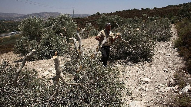 Палестина: израильские поселенцы выкорчевывают сотни оливковых деревьев в палестинских деревнях